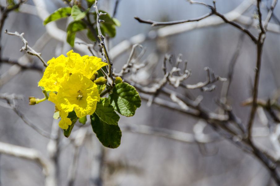 Flor amarilla - isla Santa Fe - islas Galápagos - Ecuador